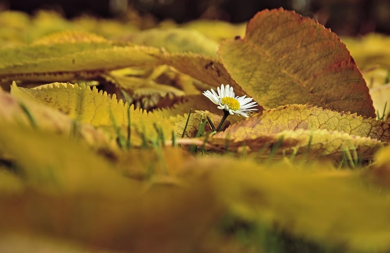 Autumn leaves