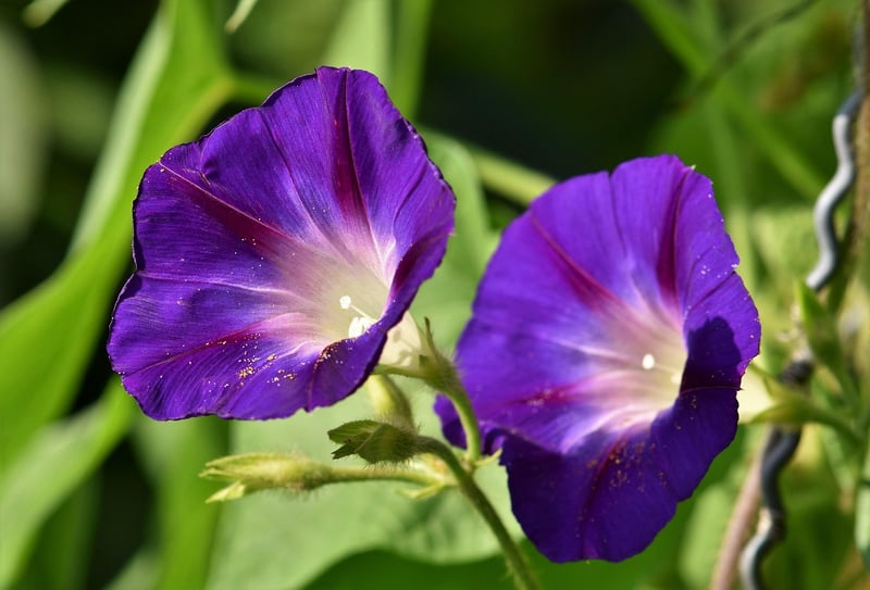Phoenix Feather Vine