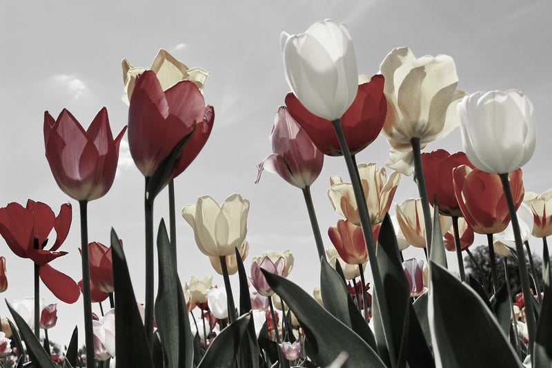 Spring flowers
