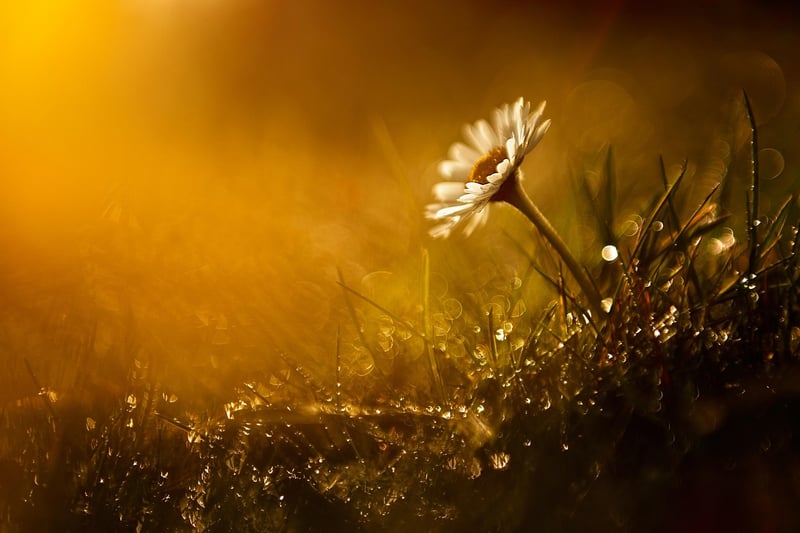 Summer Garden