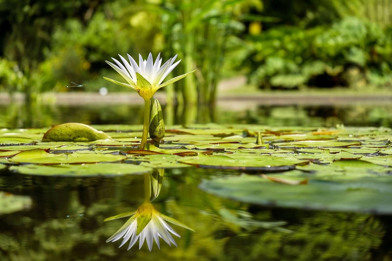 Water Lily Pads
