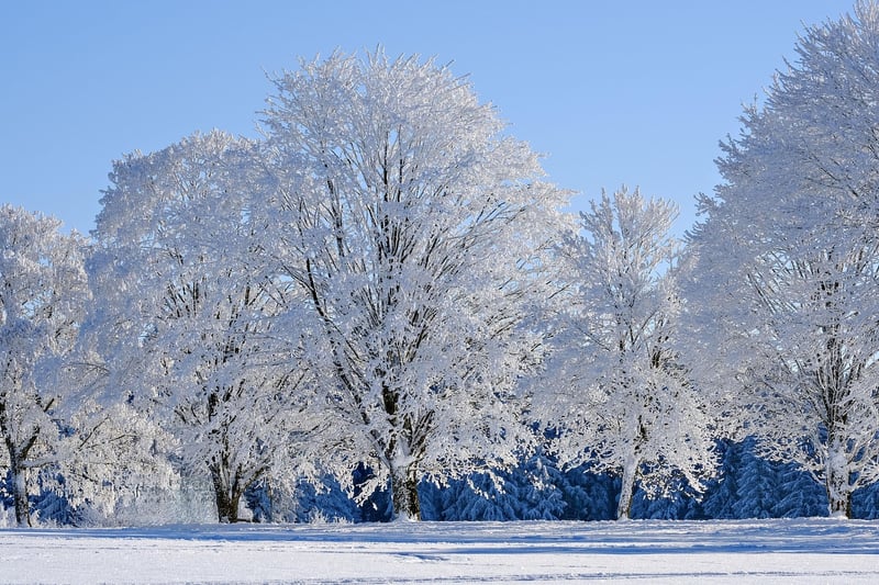 Winter frost